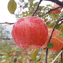 평창사과 프리미엄 고랭지 부사사과 5kg 23-24내외 오대산사과, 상세페이지 참조