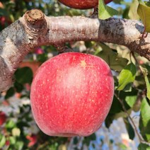 예천사과 소백산사과 10kg 30-35과 은풍사과 피크닉사과 회룡포사과 _BnG, 상세페이지 참조, 상세페이지 참조