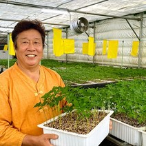 아가삼원 서산 농부 새싹삼 가정용 실속 인삼 맛보기 세트 50뿌리, 행복세트 1호 1년근(대) 50뿌리 (한정세일)