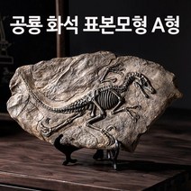 공룡 화석 관찰 표본모형 A형 중등과학 고등과학