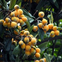 비파나무/실생2년포트(4개묶음)묘목/F0394