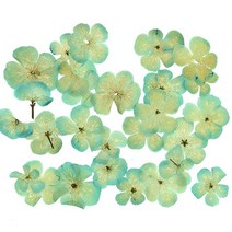 불두화 아쿠아색 압화 1.5~2cm 25개 B-05-450