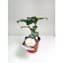 귀한 백동백나무 귀한소품 겨울꽃 152579, 1개