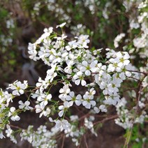 [새싹에서 나무까지] 조팝나무 (키80cm~100cm) 개화주 (5개)