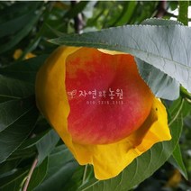 [나무판매] 자연농원 마도카황도(8월황도)묘목 최소구매2개, 8월황도