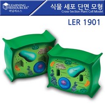 BW189501 Model 러닝리소스_LER1901 lk-02283 모형 단면 세포 식물 Cell Cross-Section Plant