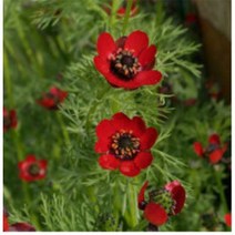 (좋은씨앗)붉은 복수초 (약 100 립)