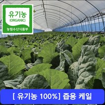 [유기농100%] 건강하고 안전한- 산지직송 케일 즙용 1kg 2kg 3kg, 2) 유기농 즙케일 2kg