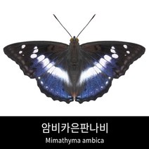 암비카은판나비표본 Mimathyma ambica