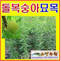 (D소망)개복숭아묘목 1년생 5그루, 5개