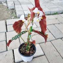 베고니아 머큘라타 (10CM화분)