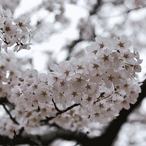 왕벚나무/접목1년특대묘(2주묶음)/묘목/G1052