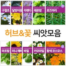 각종 꽃 허브 씨앗 모음 종자 야생화 관상화 코스모스 잔디 로즈마리 카모마일 바질 꽃씨 허브씨앗, 10.미니 해바리기