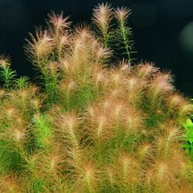 [상상수족관] 키우기 쉬운 로타라sp., 15개