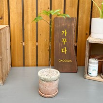 가꾸다 황칠나무(옵션:빈티지분 식재)감성인테리어 플랜테리어, 황칠나무+빈티지분