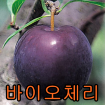 바이오체리 나무 접목1년특 1그루 묘목 꽃나무 과일나무 유실수 과실수