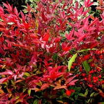 같이가치농원 남천나무 묘목 (H60cm상) 분, 1개