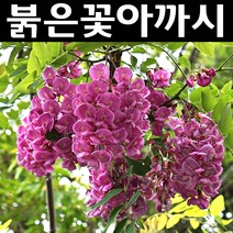 붉은꽃아까시나무 묘목 실생1년 뿌리 특묘 5개/정원/공원/조경수