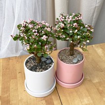 사랑스런 다육식물 공기정화식물 키우기쉬운 반려식물 사랑목 도자기, 도자기 화이트, 화분받침없음, 1개