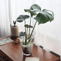 펫플랜트 몬스테라 수경재배 세트 중소, 몬스테라(중) + 투명 드레스 화병(중)/선택안함