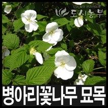 병아리꽃나무/병아리꽃나무묘목/80cm~/도시농부, 병아리꽃나무 H1.2(1.2m) 1주