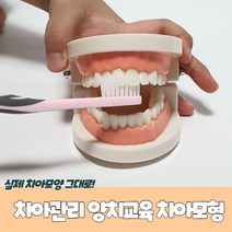 초등학생 이닦기 교육 교구 표준형 치아 이빨 모형, b상품선택D