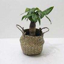 다육식물 파키라(소) 키우기쉬운식물 해초바구니, 쿠팡그로우스 본상품선택