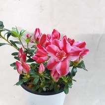 화려한 꽃이 매력적인~철죽 블레이즈(선녀)