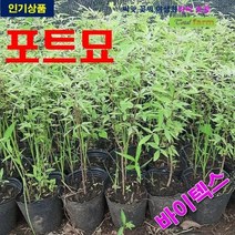 포트묘 바이텍스 8주, 상세페이지 참조