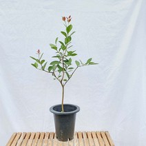 구아바 대형 나무 묘목 빨간 붉은 열매 잎 농장 실내 열대 식물 화분 키우기