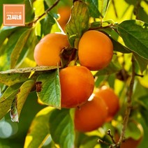 고씨네 특급 단감5kg 단감효능 국산단감 단감 대봉단감 단감효능 진영단감 태추단감 창원단감 부유단감 장성단감 밀양단감 단감종류 차량단감, 본상품, 골든젤리 본상품선택