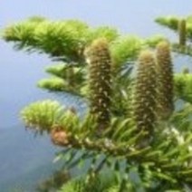 구상나무 묘목 20주