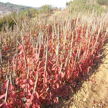 착한가격 나무생각 / 화살나무 / 80cm, 1개