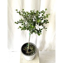 토피어리 핫도그형 올리브나무 소품 25-50cm 99, 1개