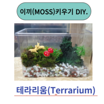 이끼키우기 테라리움diy 세트 숲속의아침 털깃털생이끼