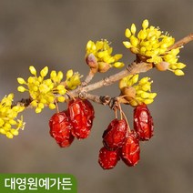 산수유나무 결실주 흙분 꽃나무 약용수 빨간열매 노란꽃, 산수유 결실주 흙분