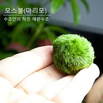 am 프리미엄 모스볼 [지름 5cm 내외]