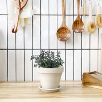 1+1 타임 키친허브 화분 세트 애플민트 딜 바질 베란다 텃밭 허브 키우기, H08.타임, H13.체리세이지