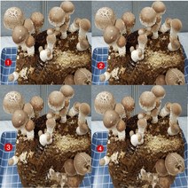 사각 표고버섯 배지 키트 8개세트 집에서 버섯 종균 키우기 기르기 베지 표고목 어린이 농장 자연 체험학습 놀이 실험 식물 국산 무농약 친환경 놀이방 유치원 어린이집 대량주문친절상담, 1세트