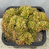 [ 풀풀다육 ] 골드라벨 철화 대품 단품 다육 식물 국민 다육이, 골드라벨철화 대품