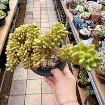 [해와달다육] 환엽송록 철화 다육이, 1개