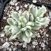 [올식스] 사탕금 세도이데스금 다육금 다육식물 다육이 키우기 공기정화식물 개업화분