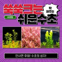 [수초킹] 쑥쑥크는 쉬운수초 3종세트 25촉, 3종 20촉(펄글라스10촉+홍콩7촉+붕어마름3촉)