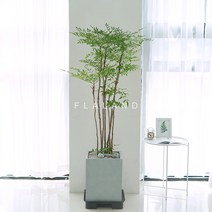플라랜드 FRP화분 시멘트화분 남천나무 인테리어화분(서울 경기), FRP남천나무, 1개