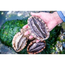 [보물섬해녀언니] 해녀가 직접 잡은 자연산 참전복1kg, 자연산 특대(3-4미)