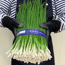 싱싱한 파김치용 기장쪽파 보성 쪽파, 기장 깐쪽파(750g내외)