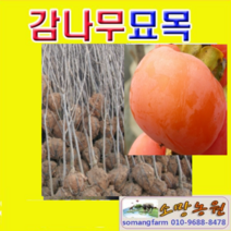 (G소망)곶감용씨없는둥시감나무묘목 접목1년 2그루, 1개