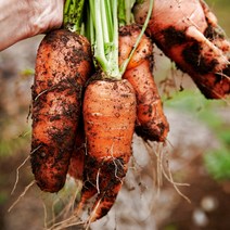 올바이썬 먹기 딱 좋은 싱싱한 국산 햇 흙당근 2kg carrot, 1개, 싱싱 흙당근 2kg(중)