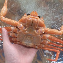 구룡포 신성배송 자숙연지홍게 3KG 10-13미 포항대게