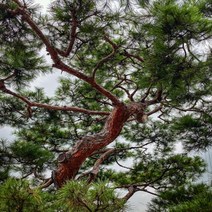 소나무 적송 포트 h1m이상 정원수 조경수, 1개